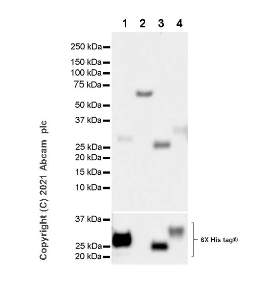 Western blot - Anti-ULBP2 + RAET1G antibody [EPR24077-5] - BSA and Azide free (AB280890)