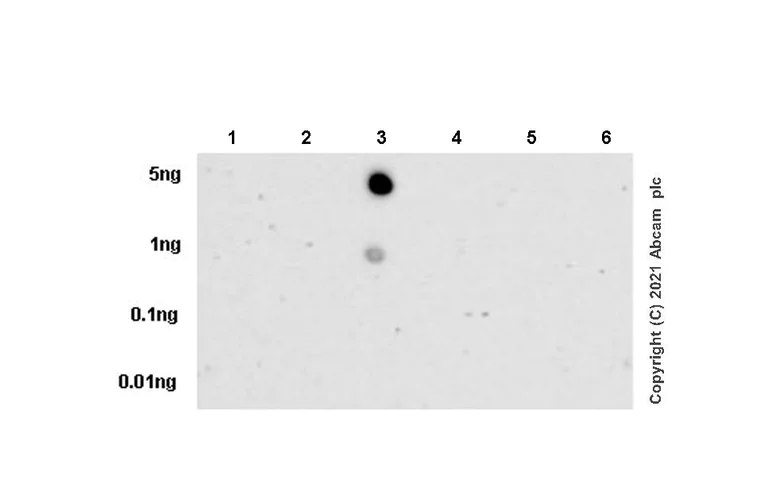 Dot Blot - Anti-ULBP3 antibody [4A10] - BSA and Azide free (AB280092)