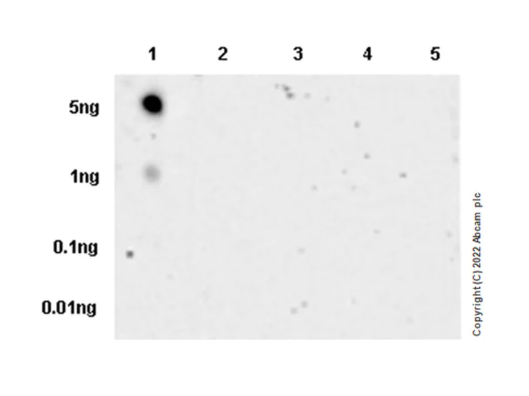 Dot Blot - Anti-ULBP3 antibody [EPR22321-99] (AB300102)