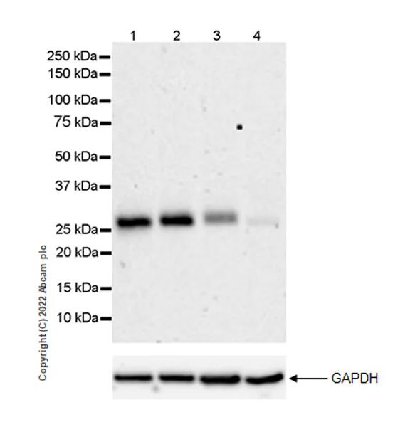 Western blot - Anti-ULBP3 antibody [EPR22321-99] (AB300102)