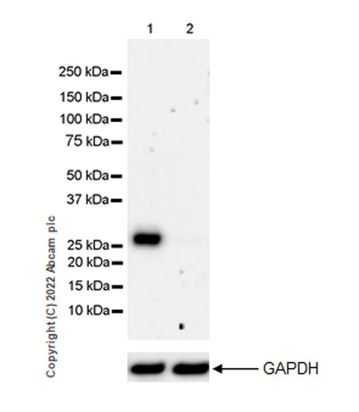 Western blot - Anti-ULBP3 antibody [EPR22321-99] (AB300102)