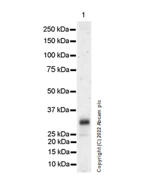 Western blot - Anti-ULBP3 antibody [EPR22321-99] (AB300102)