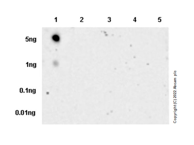 Dot Blot - Anti-ULBP3 antibody [EPR22321-99] (BSA and Azide free) (AB300103), expandable thumbnail