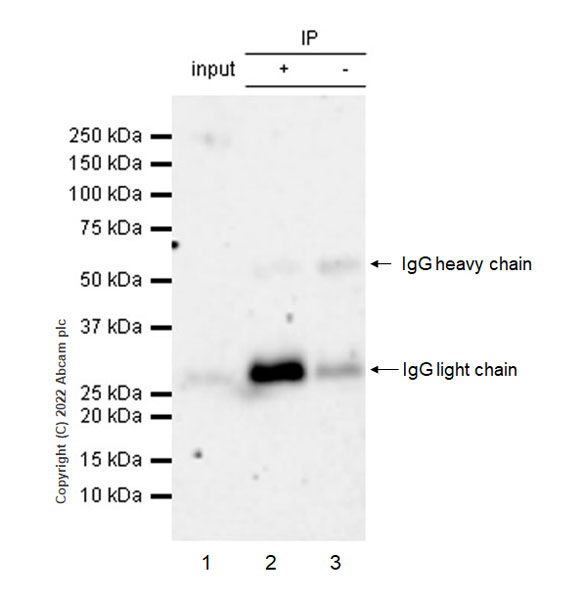 Immunoprecipitation - Anti-ULBP3 antibody [EPR22321-99] (BSA and Azide free) (AB300103), expandable thumbnail