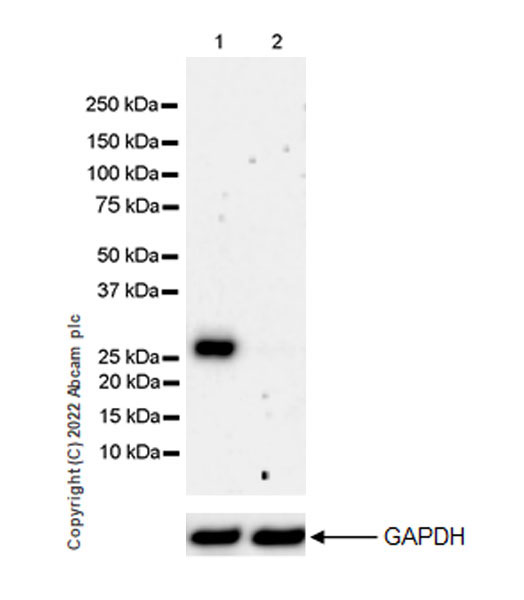 Western blot - Anti-ULBP3 antibody [EPR22321-99] (BSA and Azide free) (ab300103), expandable thumbnail