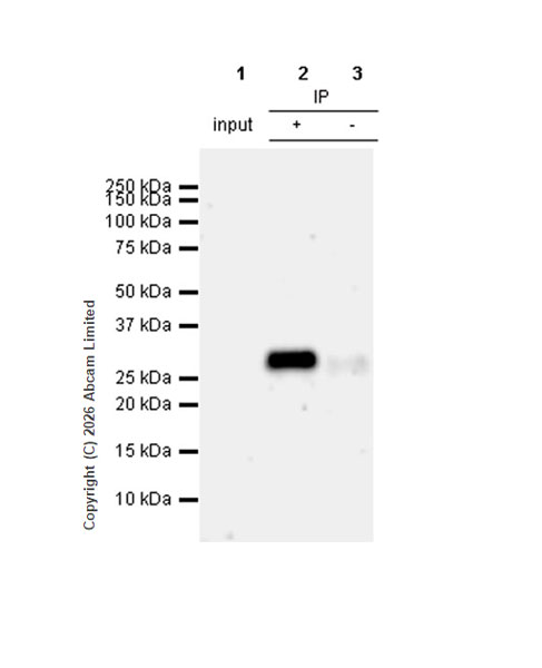 Immunoprecipitation - Anti-ULBP3 antibody [EPR22321-99] - BSA and Azide free (Detector) (AB281113)