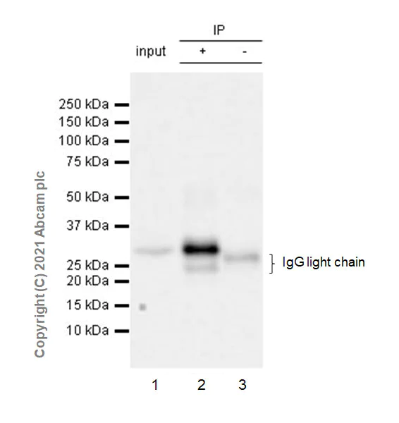 Immunoprecipitation - Anti-ULBP3 antibody [EPR24076-49] - BSA and Azide free (AB281829)