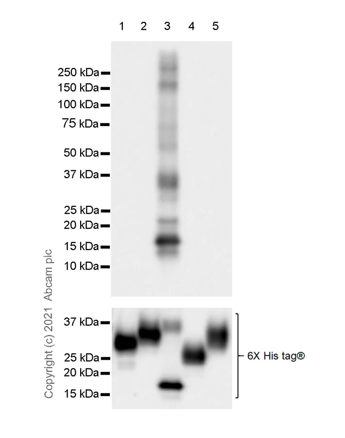 Western blot - Anti-ULBP3 antibody [EPR24076-49] - BSA and Azide free (AB281829)