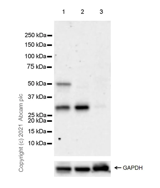 Western blot - Anti-ULBP3 antibody [EPR24076-49] - BSA and Azide free (AB281829)