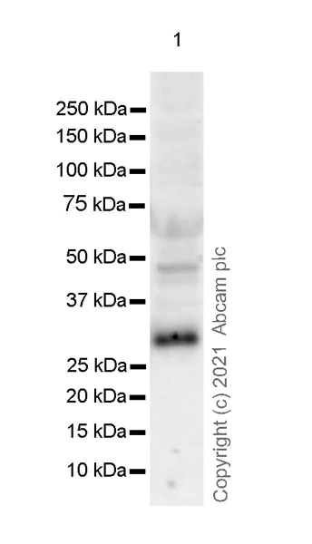 Western blot - Anti-ULBP3 antibody [EPR24076-49] - BSA and Azide free (AB281829)
