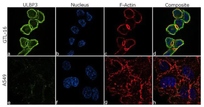 Immunocytochemistry/ Immunofluorescence - Anti-ULBP3 Antibody [RP23040254] (AB313499)