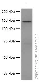 Western blot - Anti-ULK1 antibody [EPR6153(2)] - BSA and Azide free (AB249977)