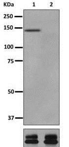 Western blot - Anti-ULK1 (phospho S467) antibody [EPR6153(2)-118] - BSA and Azide free (AB250100)