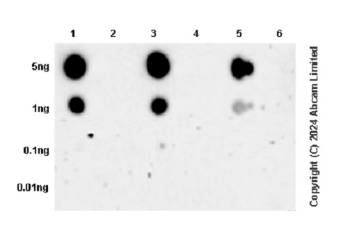 Dot Blot - Anti-ULK1 (phospho S467+S556+S638) antibody [RM1162] (AB322403), expandable thumbnail