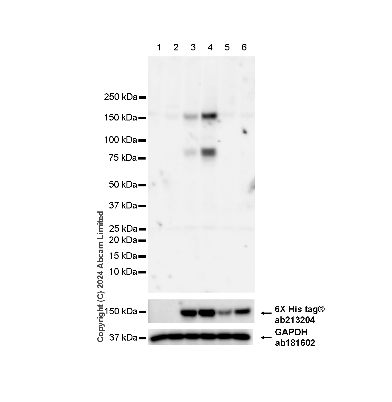 Western blot - Anti-ULK1 (phospho S467+S556+S638) antibody [RM1162] (AB322403), expandable thumbnail