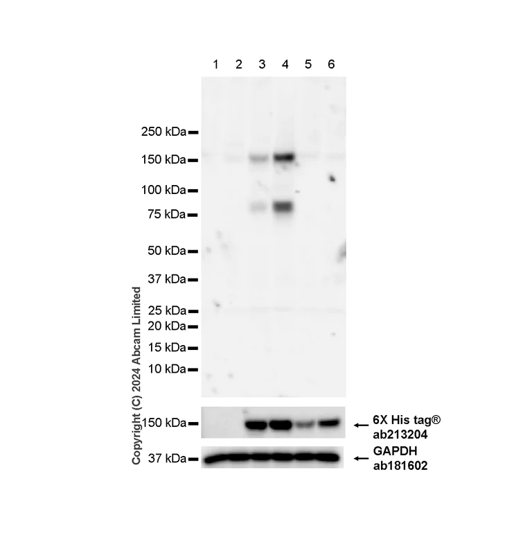 Western blot - Anti-ULK1 (phospho S467+S556+S638) antibody [RM1162] (AB322403)