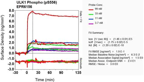 OI-RD Scanning - Anti-ULK1 (phospho S556) antibody [EPR6156] (AB133747)
