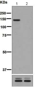 Western blot - Anti-ULK1 (phospho S556) antibody [EPR6156] (AB133747)