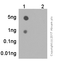 Dot Blot - Anti-ULK1 (phospho S556) antibody [EPR6156] - BSA and Azide free (AB240080)