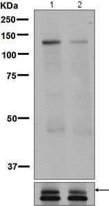 Western blot - Anti-ULK1 (phospho S623) antibody [EPR6154] (AB131210)