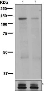 Western blot - Anti-ULK1 (phospho S623) antibody [EPR6154] (AB131210)