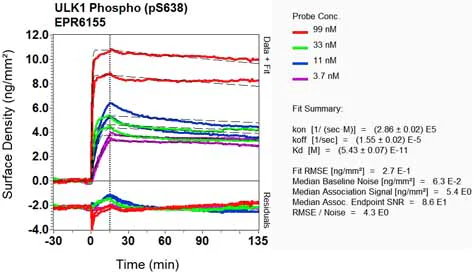 OI-RD Scanning - Anti-ULK1 (phospho S638) antibody [EPR6155] - BSA and Azide free (AB248647)