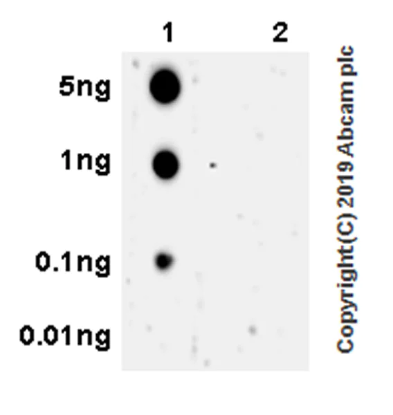 Dot Blot - Anti-ULK1 (phospho S757) antibody [EPR22265-9] (AB229909)