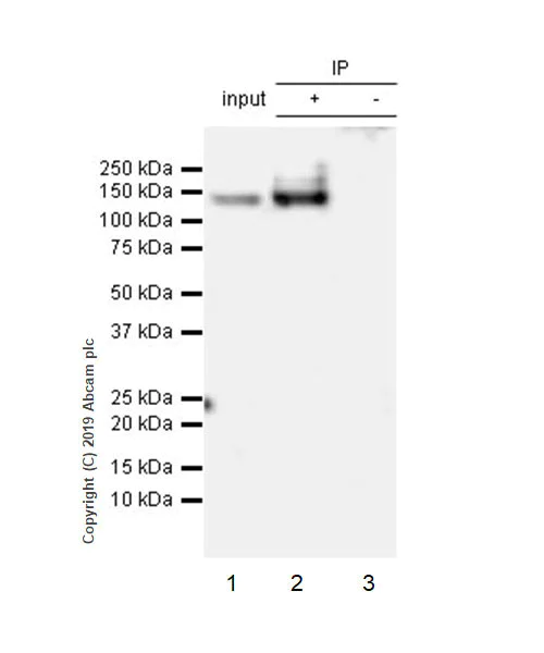 Immunoprecipitation - Anti-ULK1 (phospho S757) antibody [EPR22265-9] (AB229909)