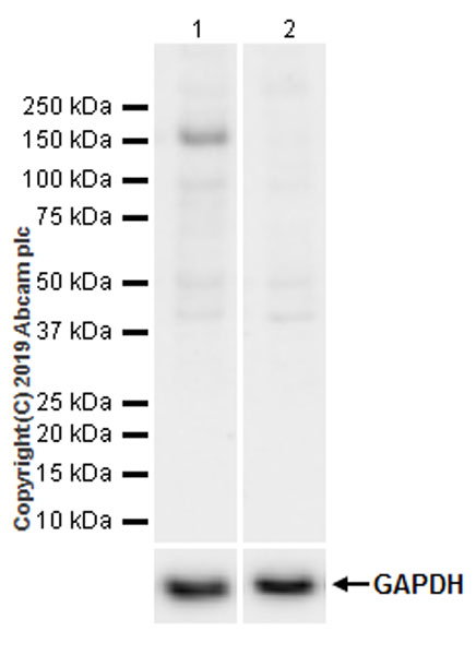 Anti-ULK1 (phospho S757) antibody [EPR22265-9]