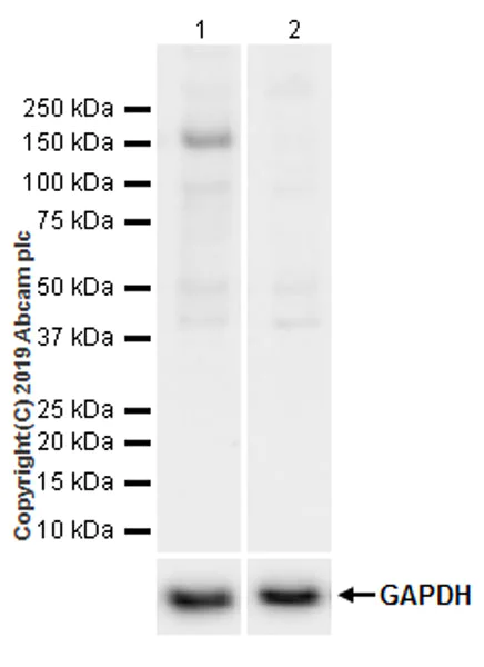 Western blot - Anti-ULK1 (phospho S757) antibody [EPR22265-9] (AB229909)
