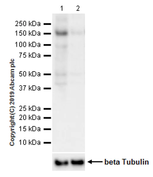 Western blot - Anti-ULK1 (phospho S757) antibody [EPR22265-9] (AB229909)