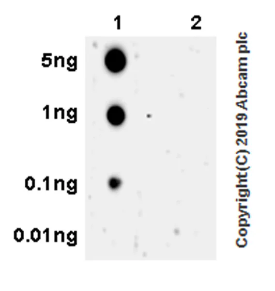 Dot Blot - Anti-ULK1 (phospho S757) antibody [EPR22265-9] - BSA and Azide free (AB256537)