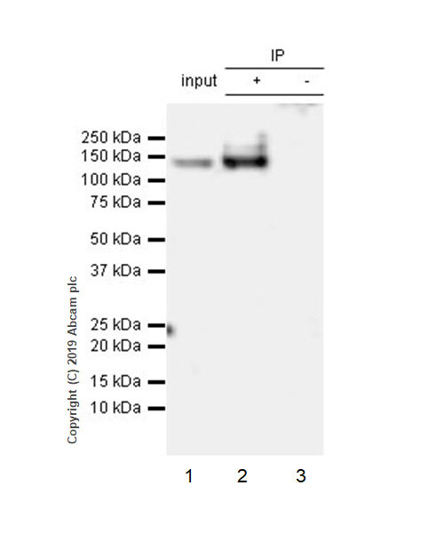 Immunoprecipitation - Anti-ULK1 (phospho S757) antibody [EPR22265-9] - BSA and Azide free (AB256537)
