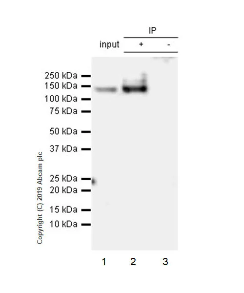 Immunoprecipitation - Anti-ULK1 (phospho S757) antibody [EPR22265-9] - BSA and Azide free (AB256537)
