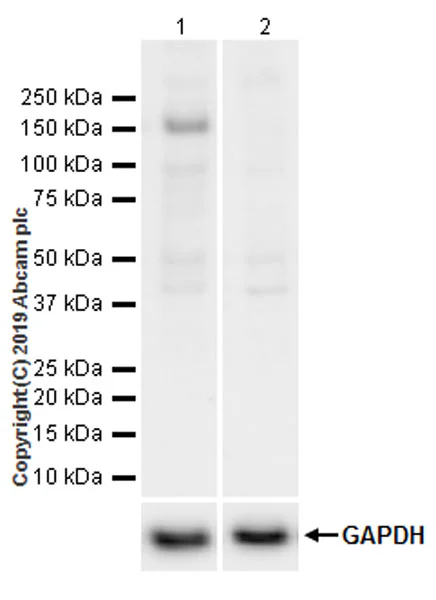 Western blot - Anti-ULK1 (phospho S757) antibody [EPR22265-9] - BSA and Azide free (AB256537)