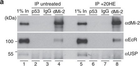 Western blot - Anti-Ultraspiracle antibody (AB106341)