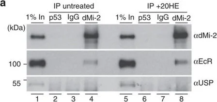 Western blot - Anti-Ultraspiracle antibody (AB106341)