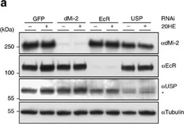 Western blot - Anti-Ultraspiracle antibody (AB106341)
