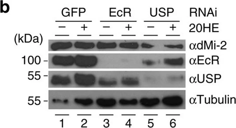 Western blot - Anti-Ultraspiracle antibody (AB106341)