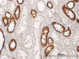 Immunohistochemistry (Formalin/PFA-fixed paraffin-embedded sections) - Anti-UMOD antibody (AB167678), expandable thumbnail