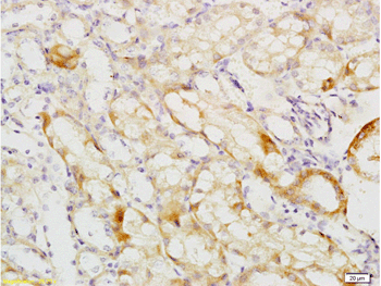 Immunohistochemistry (Formalin/PFA-fixed paraffin-embedded sections) - Anti-UMOD antibody (AB217354)