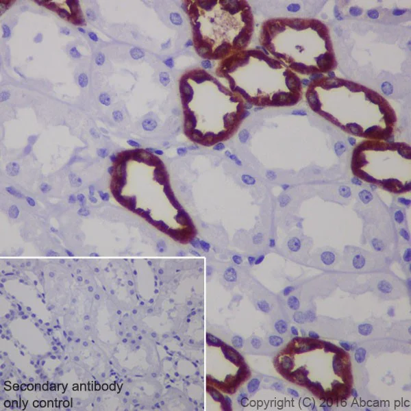 Immunohistochemistry (Formalin/PFA-fixed paraffin-embedded sections) - Anti-UMOD antibody [EPR20070] - BSA and Azide free (AB251466)