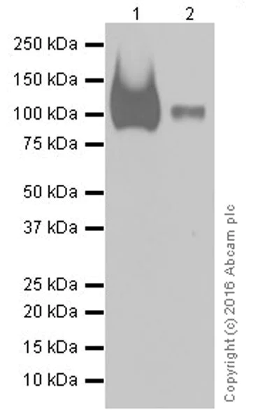 Western blot - Anti-UMOD antibody [EPR20070] - BSA and Azide free (AB251466)