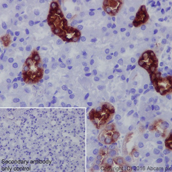 Immunohistochemistry (Formalin/PFA-fixed paraffin-embedded sections) - Anti-UMOD antibody [EPR20071] (AB207170), expandable thumbnail