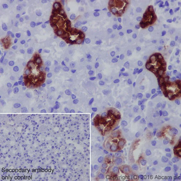 Immunohistochemistry (Formalin/PFA-fixed paraffin-embedded sections) - Anti-UMOD antibody [EPR20071] - BSA and Azide free (AB223540)