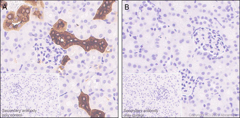 Immunohistochemistry (Formalin/PFA-fixed paraffin-embedded sections) - Anti-UMOD antibody [EPR20071] - BSA and Azide free (AB223540)