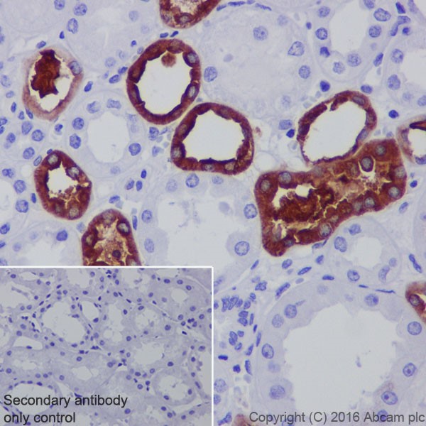 Immunohistochemistry (Formalin/PFA-fixed paraffin-embedded sections) - Anti-UMOD antibody [EPR20071] - BSA and Azide free (AB223540)