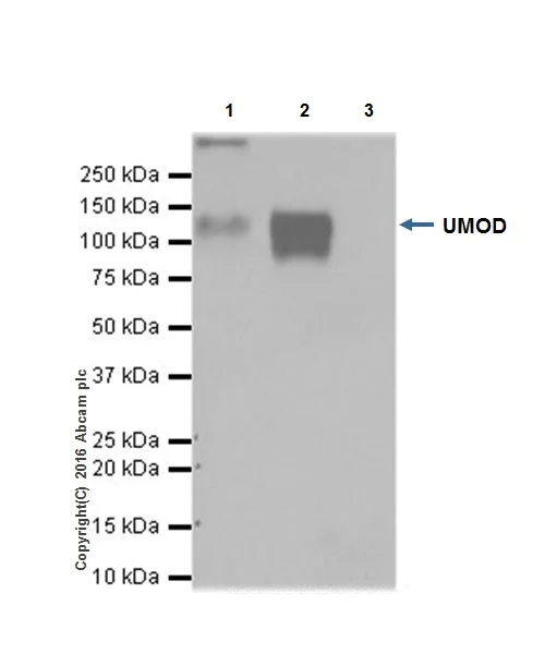 Immunoprecipitation - Anti-UMOD antibody [EPR20071] - BSA and Azide free (AB223540)