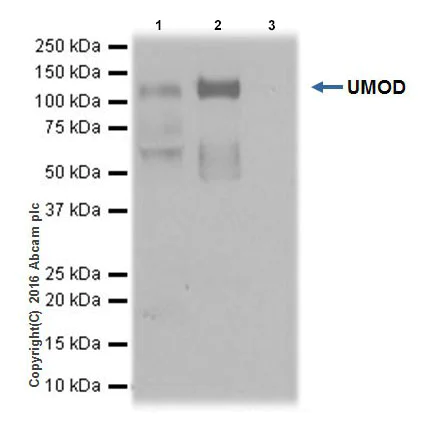 Immunoprecipitation - Anti-UMOD antibody [EPR20071] - BSA and Azide free (AB223540)
