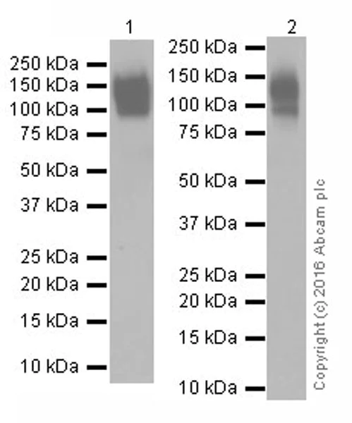 Western blot - Anti-UMOD antibody [EPR20071] - BSA and Azide free (AB223540)